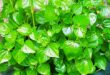 Manfaat Khasiat Daun Suruhan untuk Kesehatan Dapat Mengatasi Pegal Linu