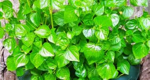 Manfaat Khasiat Daun Suruhan untuk Kesehatan Dapat Mengatasi Pegal Linu