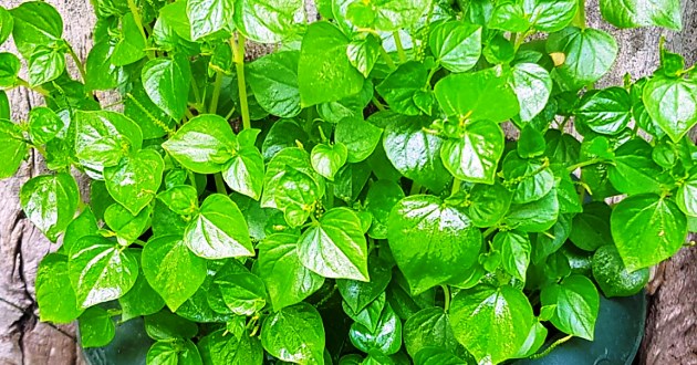 Manfaat Khasiat Daun Suruhan untuk Kesehatan Dapat Mengatasi Pegal Linu